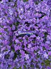 Load image into Gallery viewer, 4 Pack Indicones